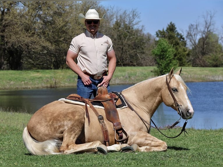 American Quarter Horse Ruin 6 Jaar 152 cm in Buffalo, MO