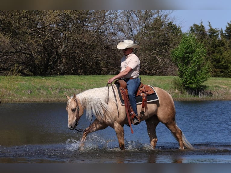 American Quarter Horse Ruin 6 Jaar 152 cm in Buffalo, MO