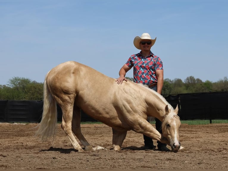 American Quarter Horse Ruin 6 Jaar 152 cm in Buffalo, MO