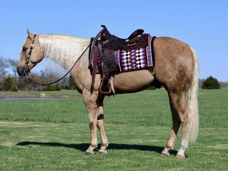 American Quarter Horse Ruin 6 Jaar 152 cm in Buffalo, MO