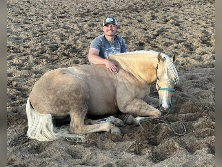 American Quarter Horse Ruin 6 Jaar 152 cm in Buffalo, MO