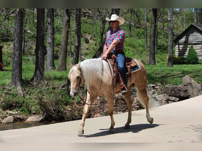 American Quarter Horse Ruin 6 Jaar 152 cm in Buffalo, MO