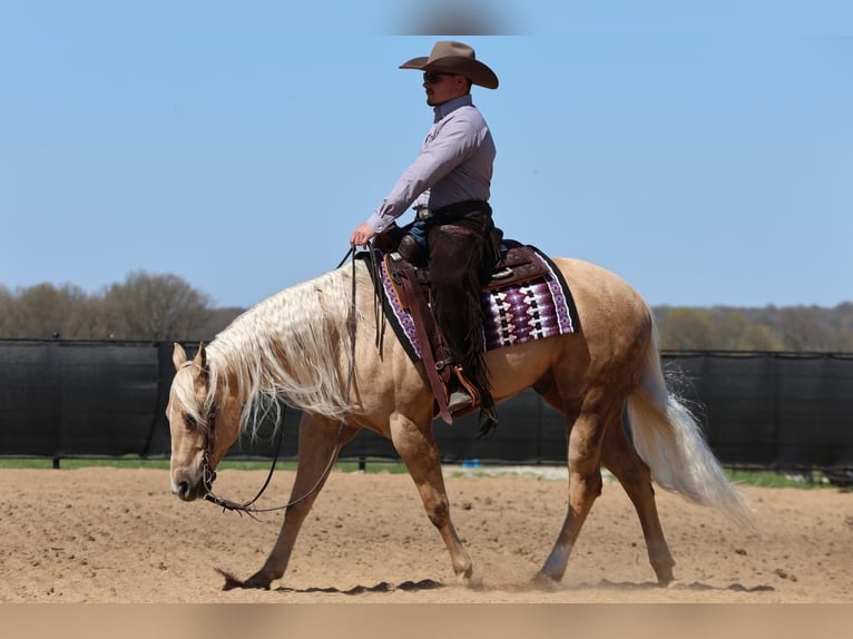 American Quarter Horse Ruin 6 Jaar 152 cm in Buffalo, MO