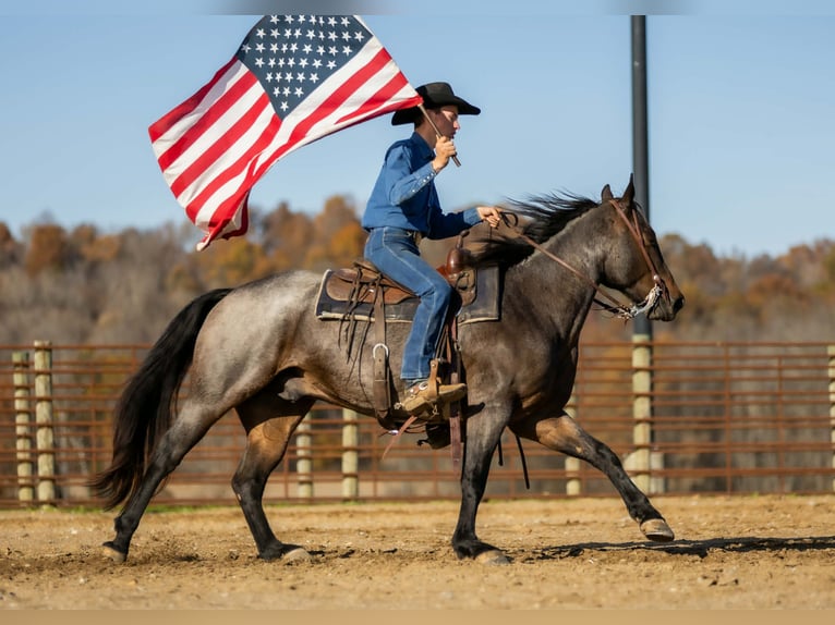American Quarter Horse Ruin 6 Jaar 152 cm Roan-Bay in Auburn