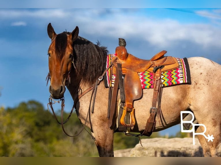 American Quarter Horse Ruin 6 Jaar 152 cm Roan-Bay in Mountain Grove MO