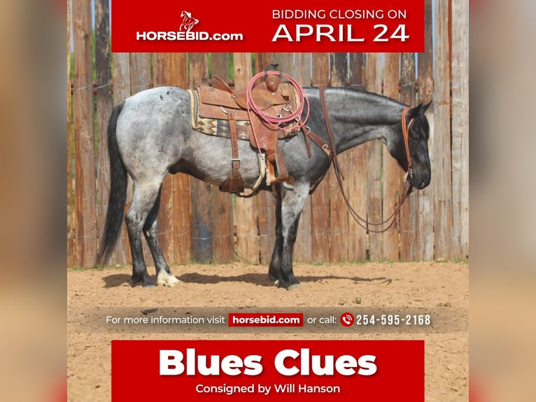 American Quarter Horse Ruin 6 Jaar 152 cm Roan-Blue in Stephenville, TX