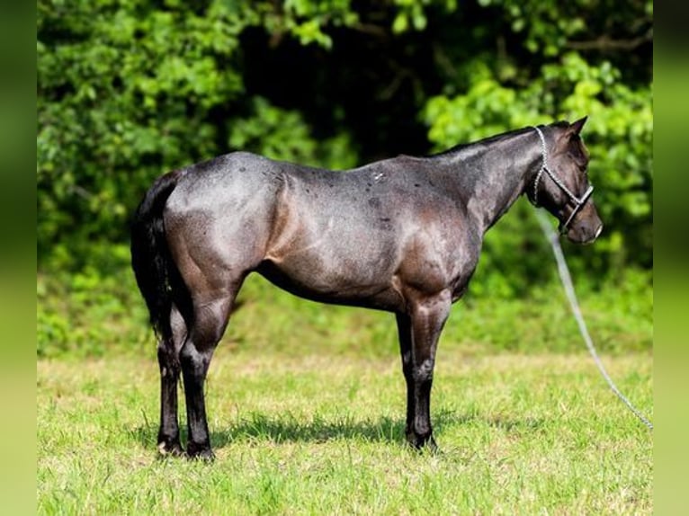 American Quarter Horse Ruin 6 Jaar 152 cm Roan-Blue in Katy