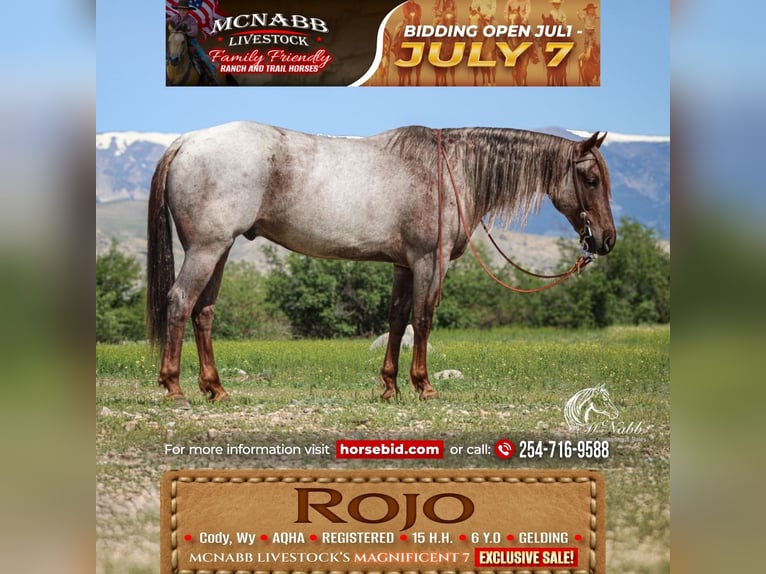 American Quarter Horse Ruin 6 Jaar 152 cm Roan-Red in Cody