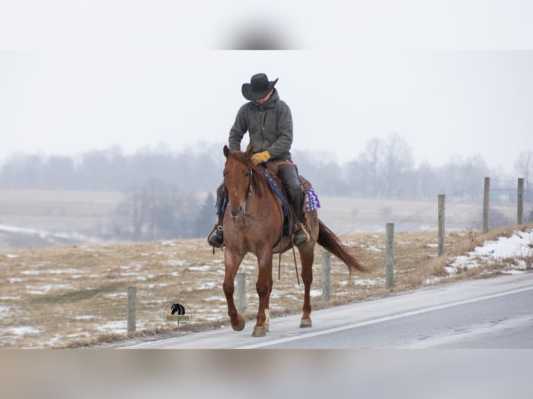 American Quarter Horse Ruin 6 Jaar 152 cm Roan-Red in Fredericksburg