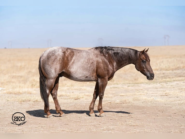 American Quarter Horse Ruin 6 Jaar 152 cm Roan-Red in Canyon, TX