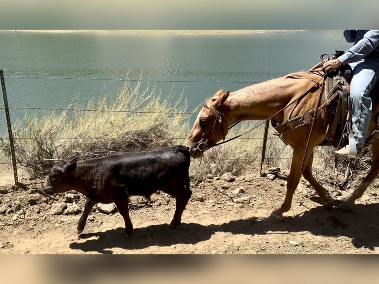 American Quarter Horse Ruin 6 Jaar 152 cm Roan-Red in King City CA