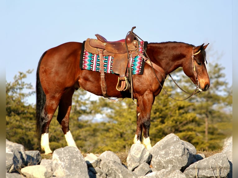 American Quarter Horse Ruin 6 Jaar 152 cm Roodbruin in Rebersburg