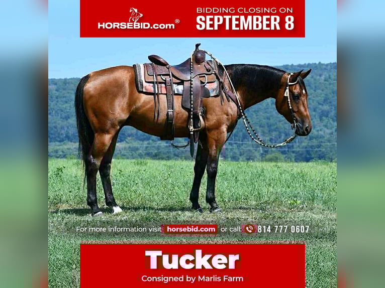 American Quarter Horse Ruin 6 Jaar 152 cm Roodbruin in Rebersburg