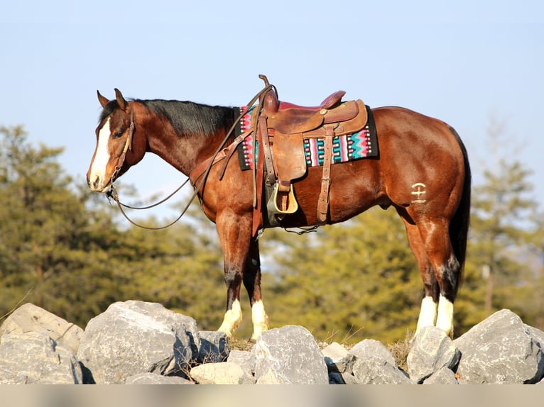 American Quarter Horse Ruin 6 Jaar 152 cm Roodbruin in Rebersburg