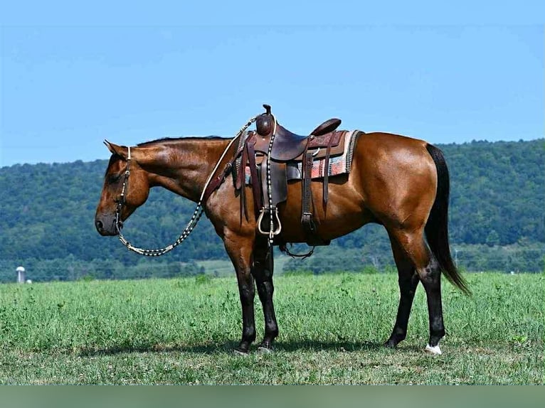 American Quarter Horse Ruin 6 Jaar 152 cm Roodbruin in Rebersburg