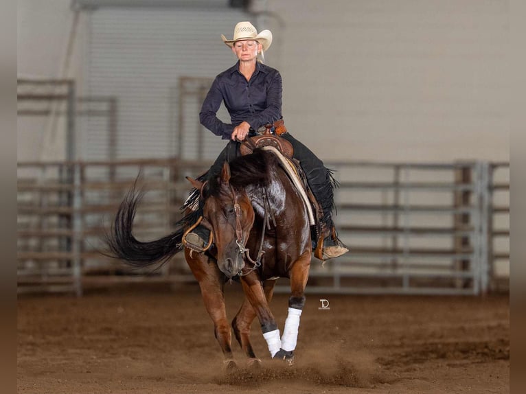 American Quarter Horse Ruin 6 Jaar 152 cm Roodbruin in Elkland