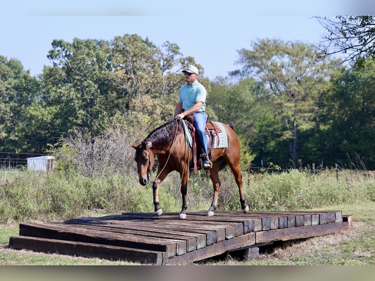 American Quarter Horse Ruin 6 Jaar 152 cm Roodbruin in Elkland