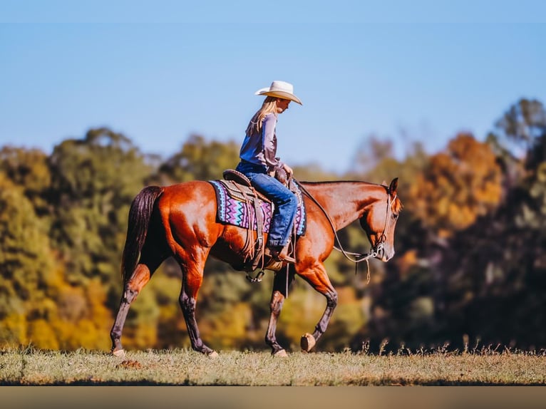 American Quarter Horse Ruin 6 Jaar 152 cm Roodbruin in Charlotte American Quarter Horse Ruin 6 Jaar 152 cm Roodbruin in Charlotte