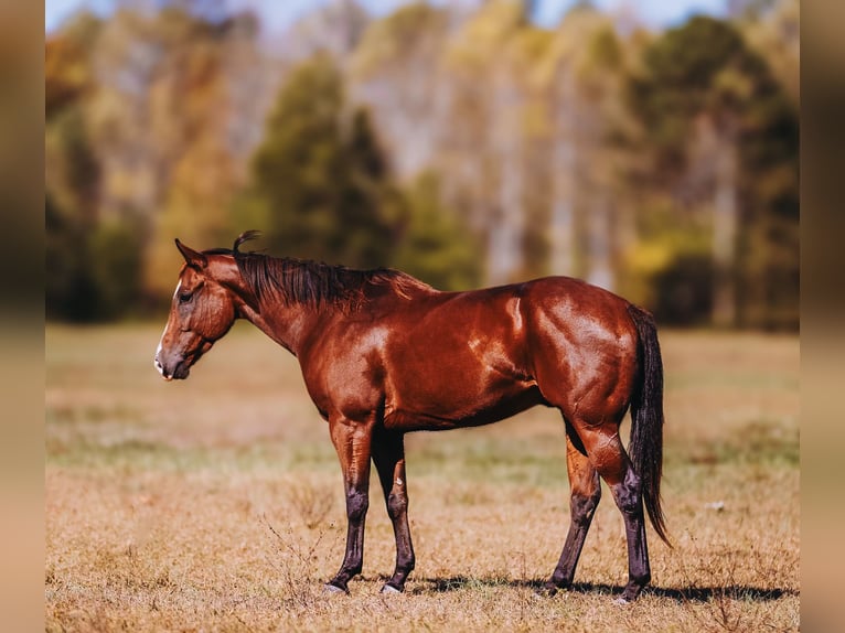 American Quarter Horse Ruin 6 Jaar 152 cm Roodbruin in Charlotte American Quarter Horse Ruin 6 Jaar 152 cm Roodbruin in Charlotte