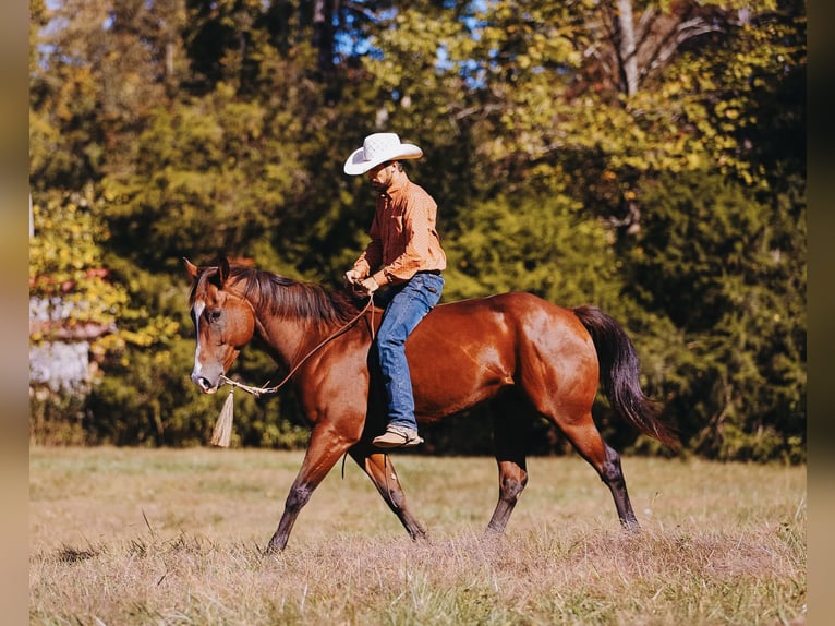 American Quarter Horse Ruin 6 Jaar 152 cm Roodbruin in Charlotte American Quarter Horse Ruin 6 Jaar 152 cm Roodbruin in Charlotte