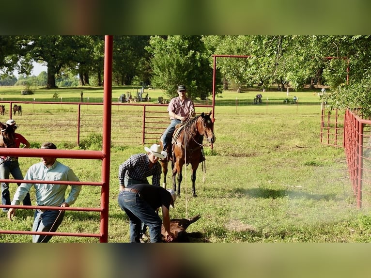 American Quarter Horse Ruin 6 Jaar 152 cm Roodbruin in Mountain View
