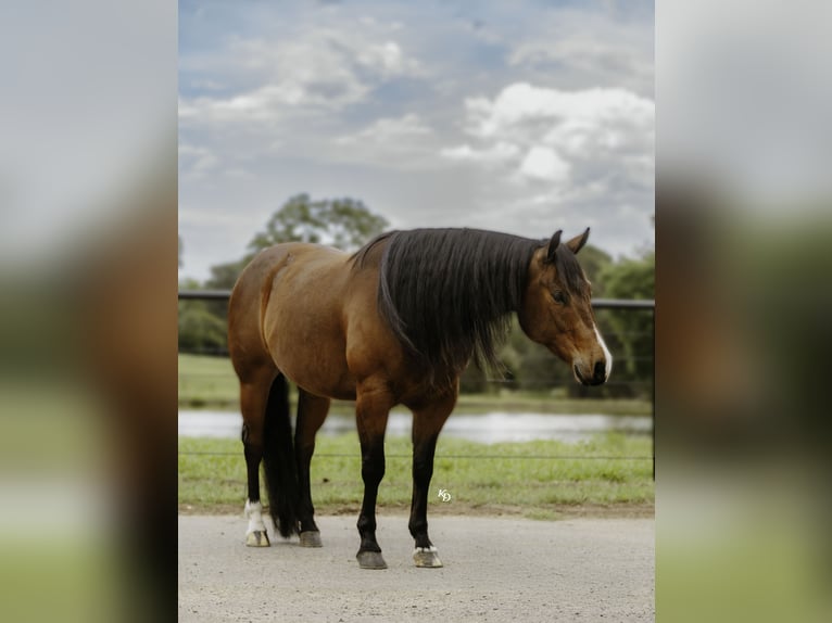 American Quarter Horse Ruin 6 Jaar 152 cm Roodbruin in Mountain View