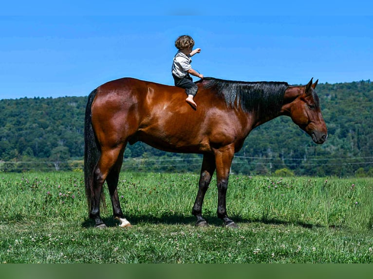 American Quarter Horse Ruin 6 Jaar 152 cm Roodbruin in Rebersburg
