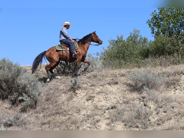 American Quarter Horse Ruin 6 Jaar 152 cm Roodbruin in Ripley