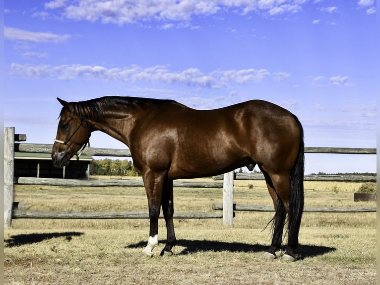 American Quarter Horse Ruin 6 Jaar 152 cm Roodbruin in Nevis, MN