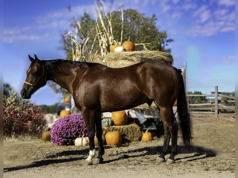 American Quarter Horse Ruin 6 Jaar 152 cm Roodbruin in Nevis, MN