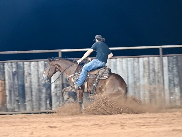 American Quarter Horse Ruin 6 Jaar 152 cm Roodbruin in Waco, TX