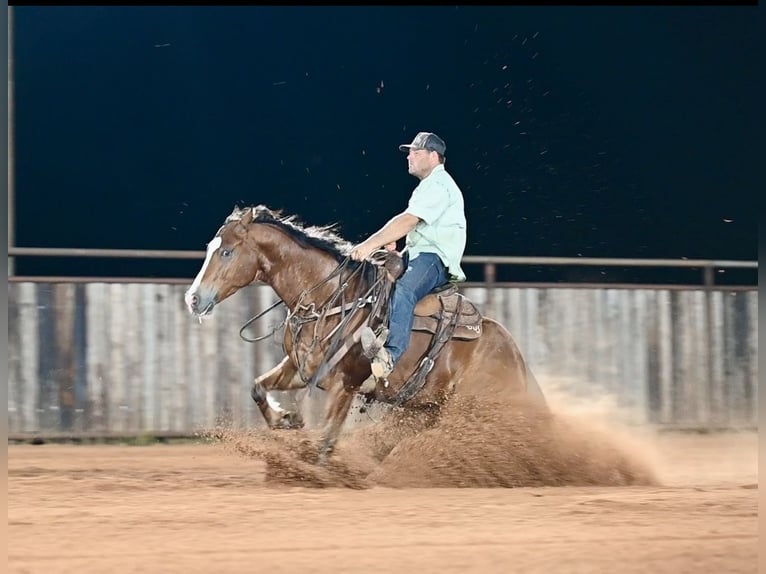 American Quarter Horse Ruin 6 Jaar 152 cm Roodbruin in Waco, TX