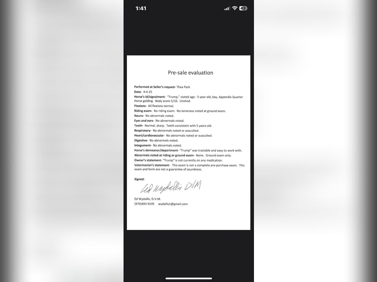 American Quarter Horse Ruin 6 Jaar 152 cm Roodbruin in Fort Collins CO