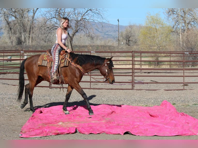American Quarter Horse Ruin 6 Jaar 152 cm Roodbruin in Fort Collins CO