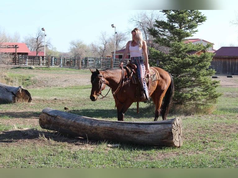 American Quarter Horse Ruin 6 Jaar 152 cm Roodbruin in Fort Collins CO