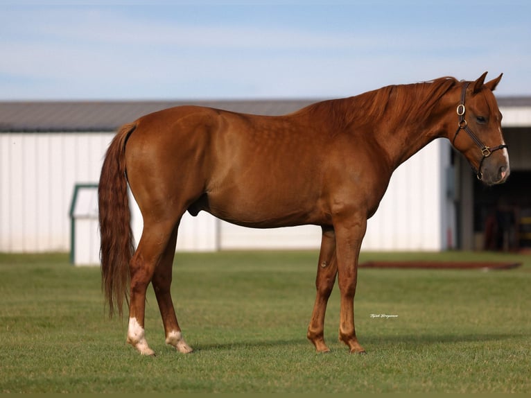 American Quarter Horse Ruin 6 Jaar 152 cm Roodvos in Ripley