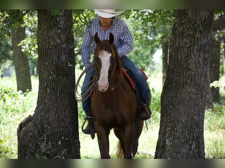 American Quarter Horse Ruin 6 Jaar 152 cm Roodvos in Sulphur Springs