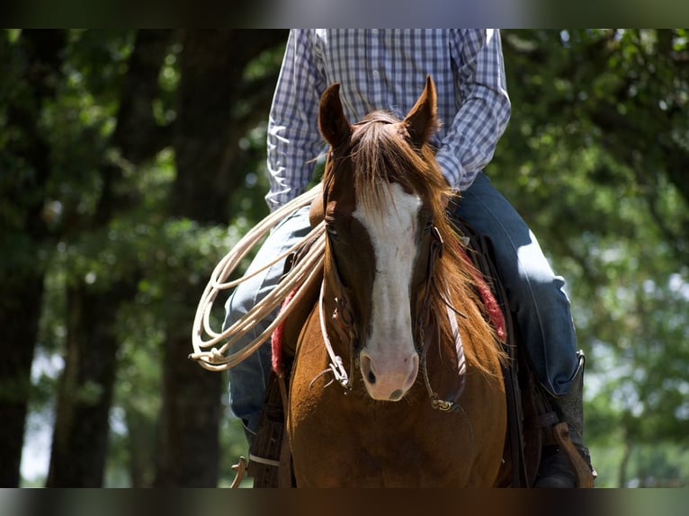American Quarter Horse Ruin 6 Jaar 152 cm Roodvos in Sulphur Springs