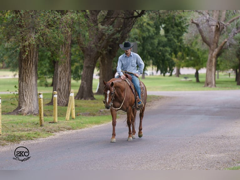American Quarter Horse Ruin 6 Jaar 152 cm Roodvos in Canyon