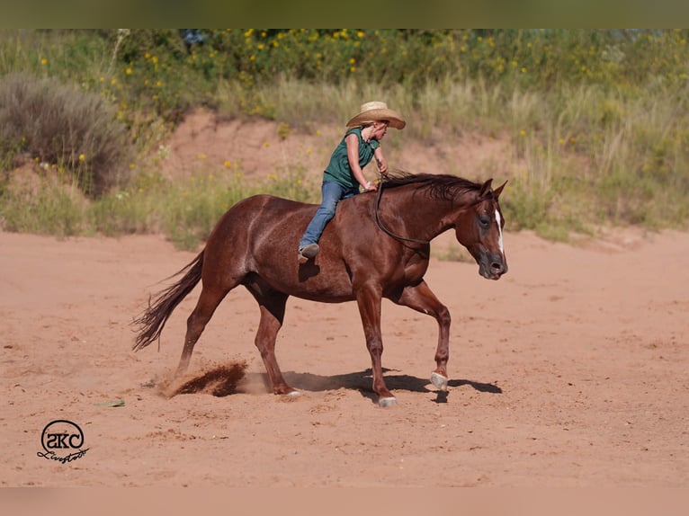American Quarter Horse Ruin 6 Jaar 152 cm Roodvos in Canyon