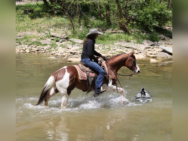 American Quarter Horse Ruin 6 Jaar 152 cm Roodvos in Mount Vernon