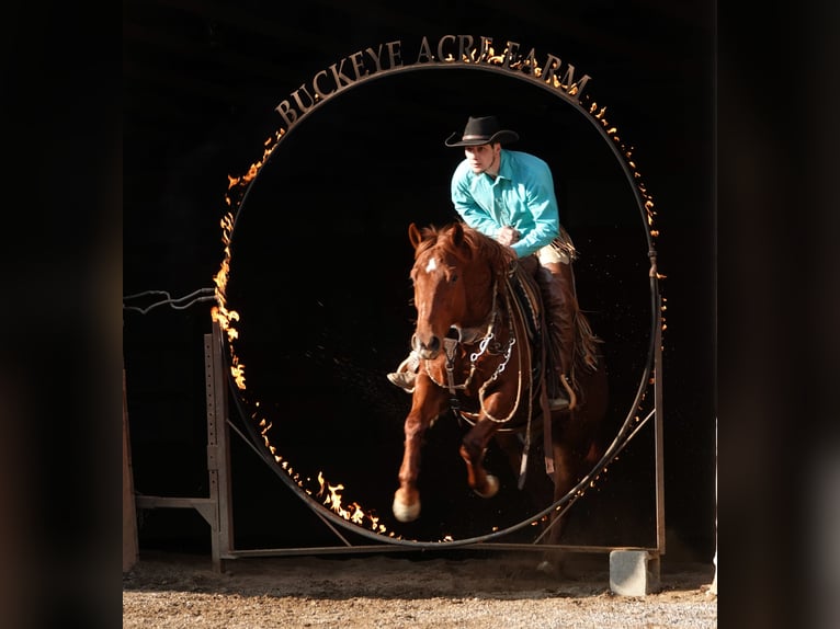 American Quarter Horse Ruin 6 Jaar 152 cm Roodvos in Millersburg