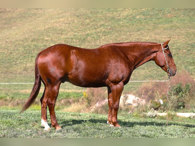 American Quarter Horse Ruin 6 Jaar 152 cm Roodvos in Millersburg