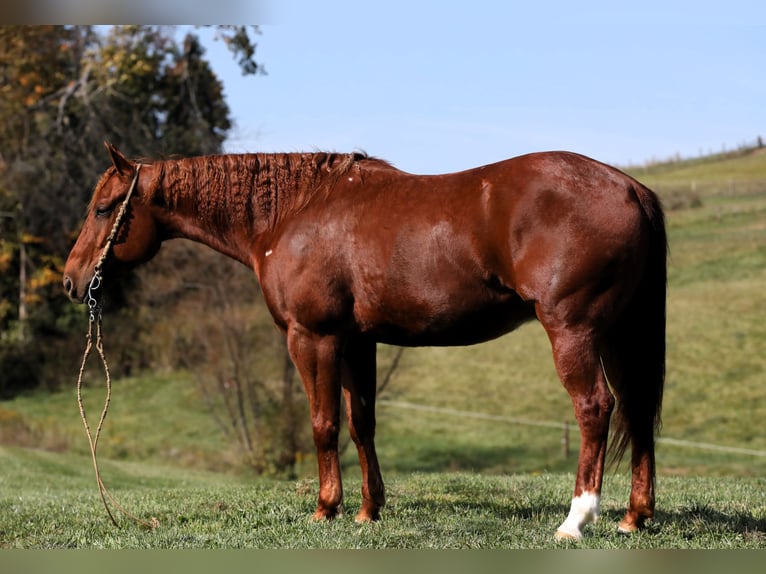 American Quarter Horse Ruin 6 Jaar 152 cm Roodvos in Millersburg