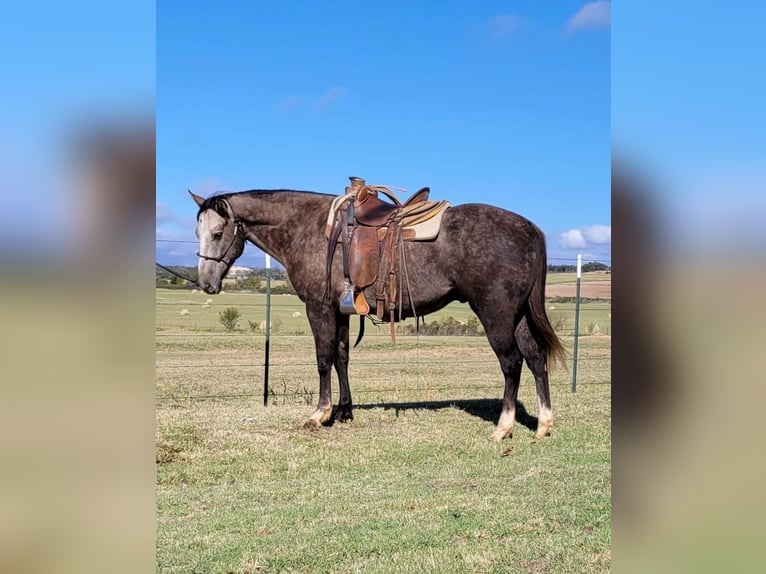 American Quarter Horse Ruin 6 Jaar 152 cm Schimmel in Rising Star TX