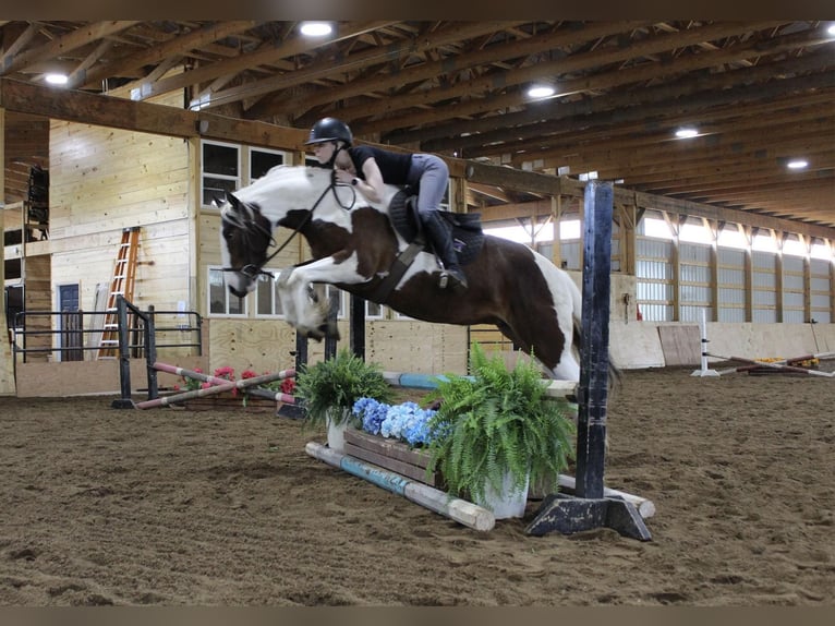 American Quarter Horse Ruin 6 Jaar 152 cm Tobiano-alle-kleuren in Howell MI