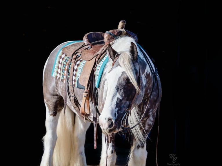 American Quarter Horse Ruin 6 Jaar 152 cm Tobiano-alle-kleuren in Wickerburg KY