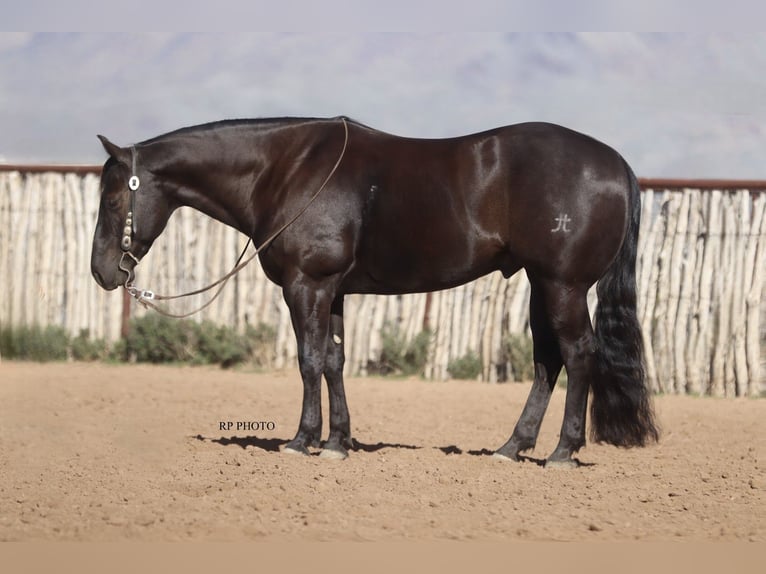 American Quarter Horse Ruin 6 Jaar 152 cm Zwart in Congress
