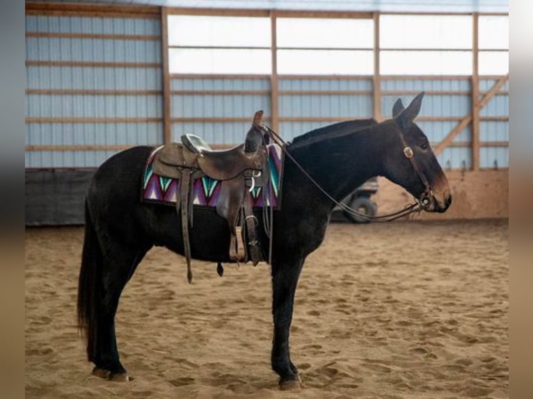 American Quarter Horse Ruin 6 Jaar 152 cm Zwart in Everett, PA