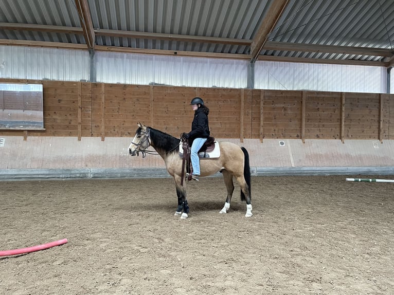 American Quarter Horse Ruin 6 Jaar 153 cm Buckskin in Hattenhofen